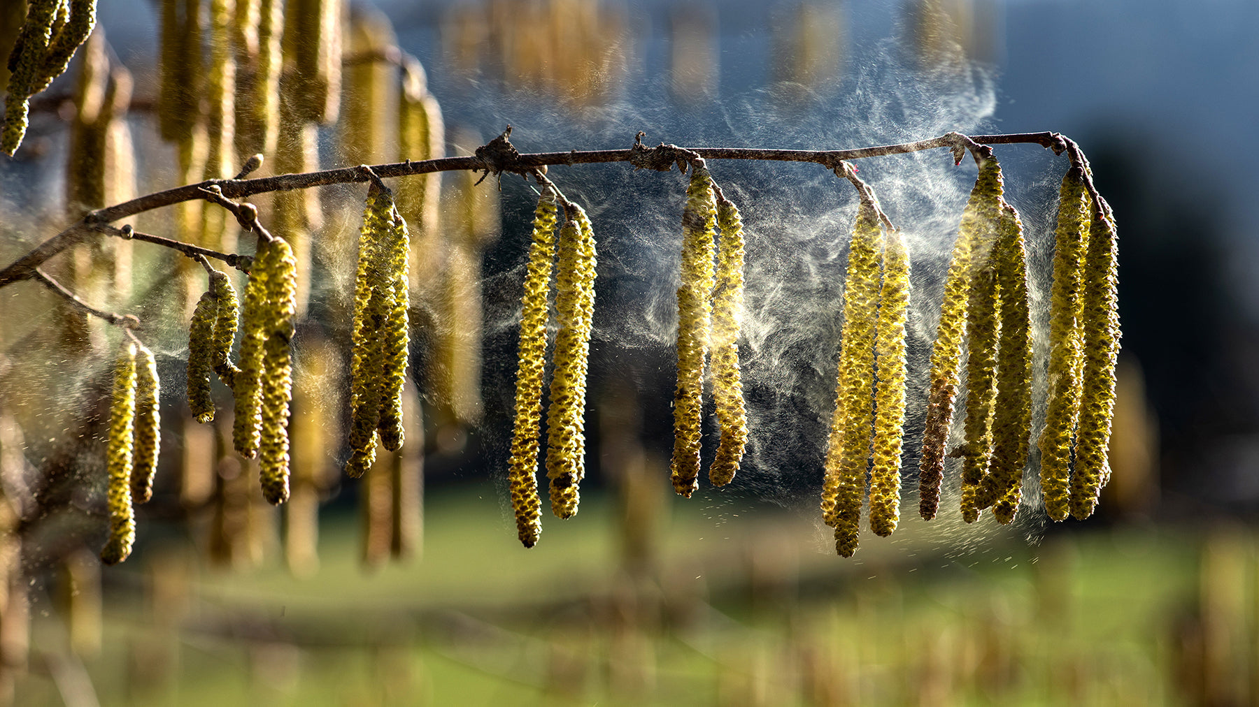 Pollen